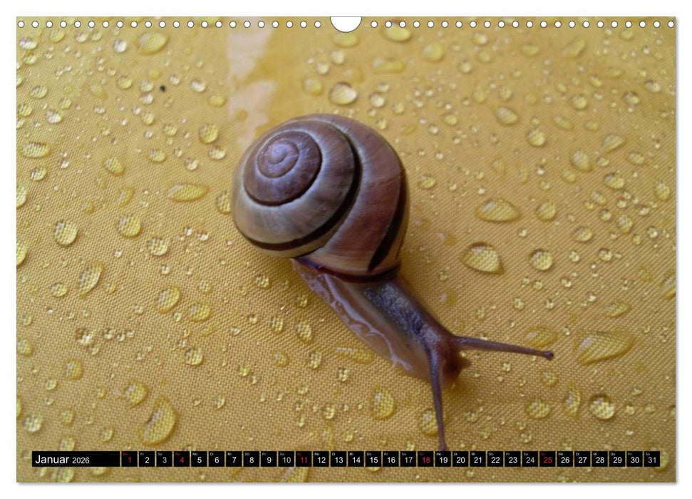 Schneckenleben (CALVENDO Wandkalender 2026)