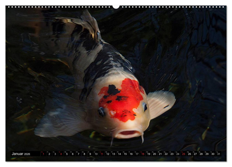 Nishikigoi oder Koi Karpfen (CALVENDO Premium Wandkalender 2026)