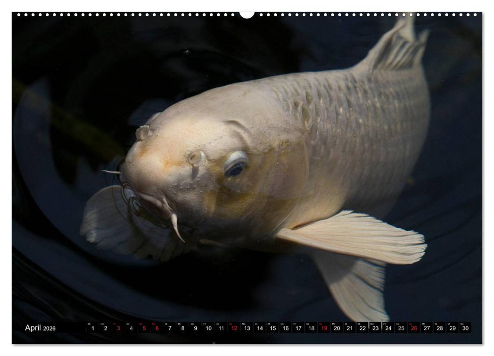 Nishikigoi oder Koi Karpfen (CALVENDO Premium Wandkalender 2026)