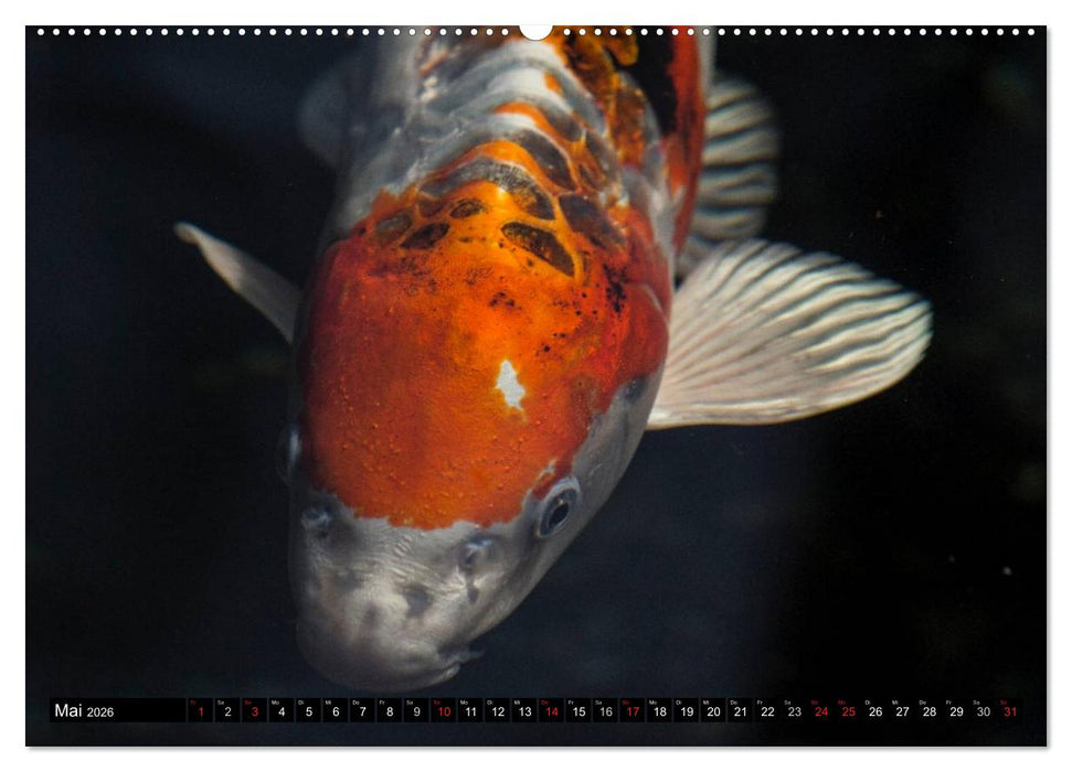 Nishikigoi oder Koi Karpfen (CALVENDO Premium Wandkalender 2026)