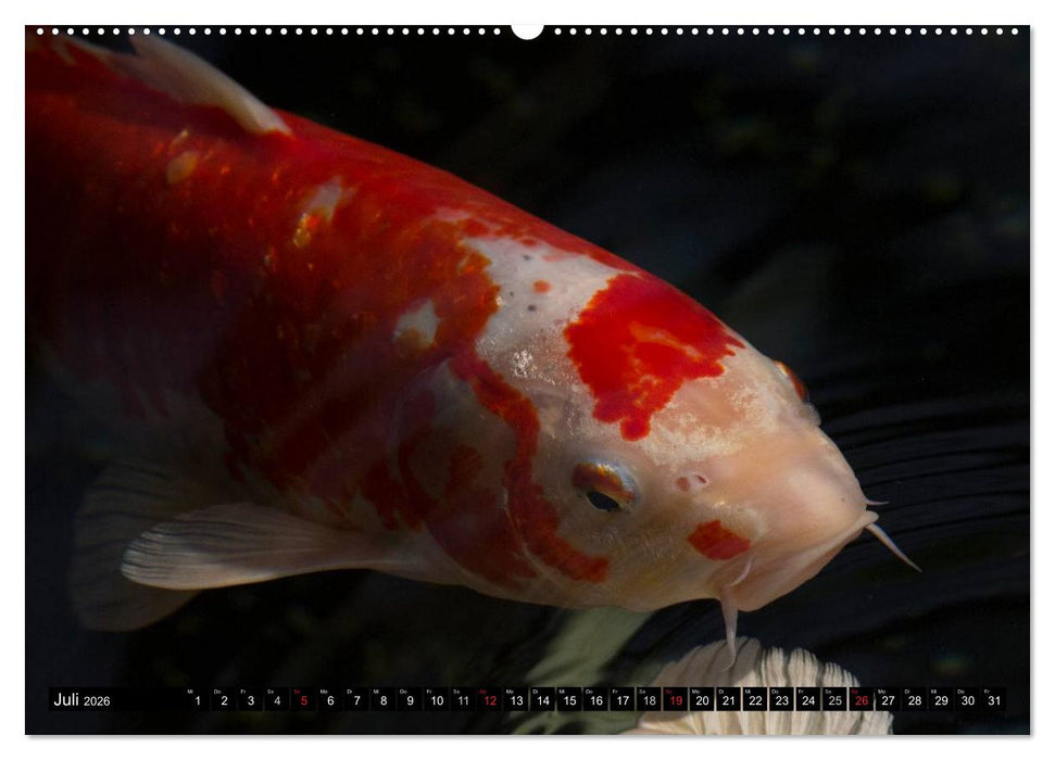 Nishikigoi oder Koi Karpfen (CALVENDO Premium Wandkalender 2026)