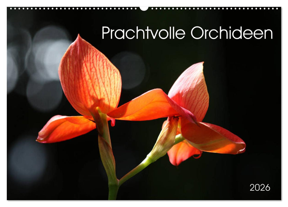 Prachtvolle Orchideen (CALVENDO Wandkalender 2026)
