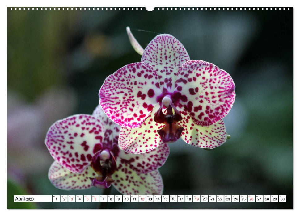 Prachtvolle Orchideen (CALVENDO Wandkalender 2026)