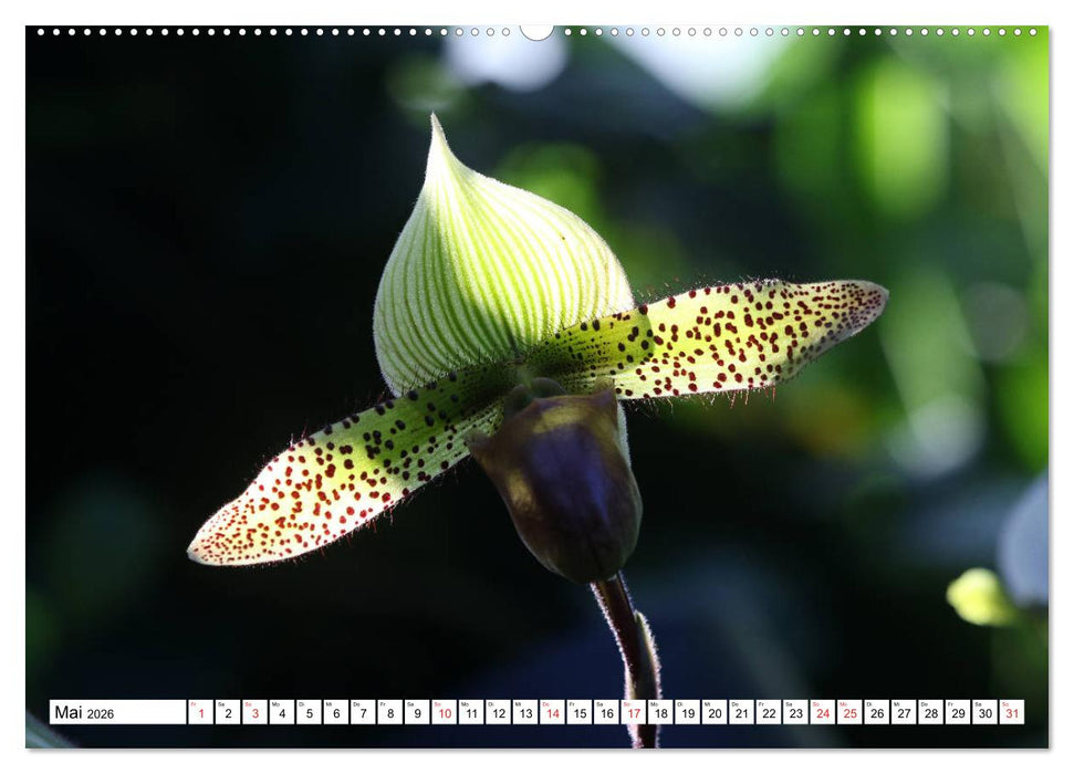 Prachtvolle Orchideen (CALVENDO Wandkalender 2026)