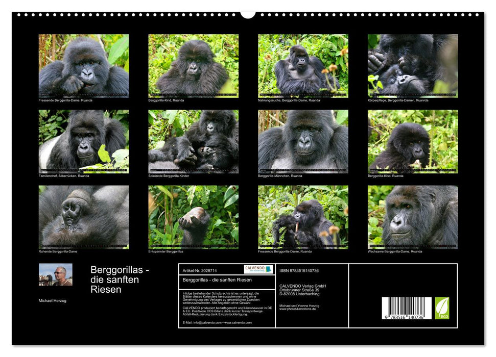 Berggorillas - die sanften Riesen (CALVENDO Premium Wandkalender 2026)