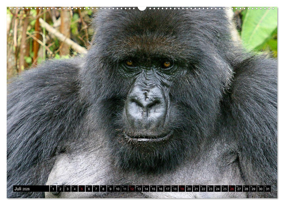Berggorillas - die sanften Riesen (CALVENDO Premium Wandkalender 2026)