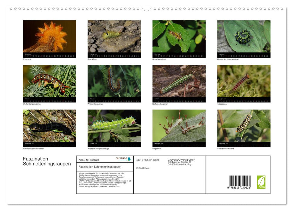 Faszination Schmetterlingsraupen (CALVENDO Premium Wandkalender 2026)