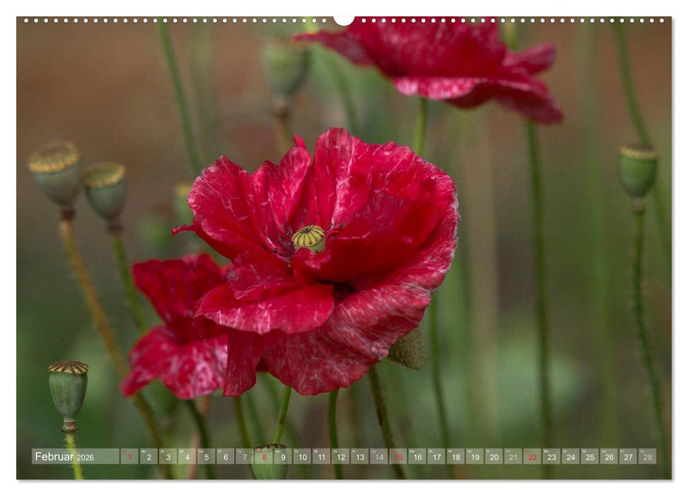 Mohn (CALVENDO Premium Wandkalender 2026)