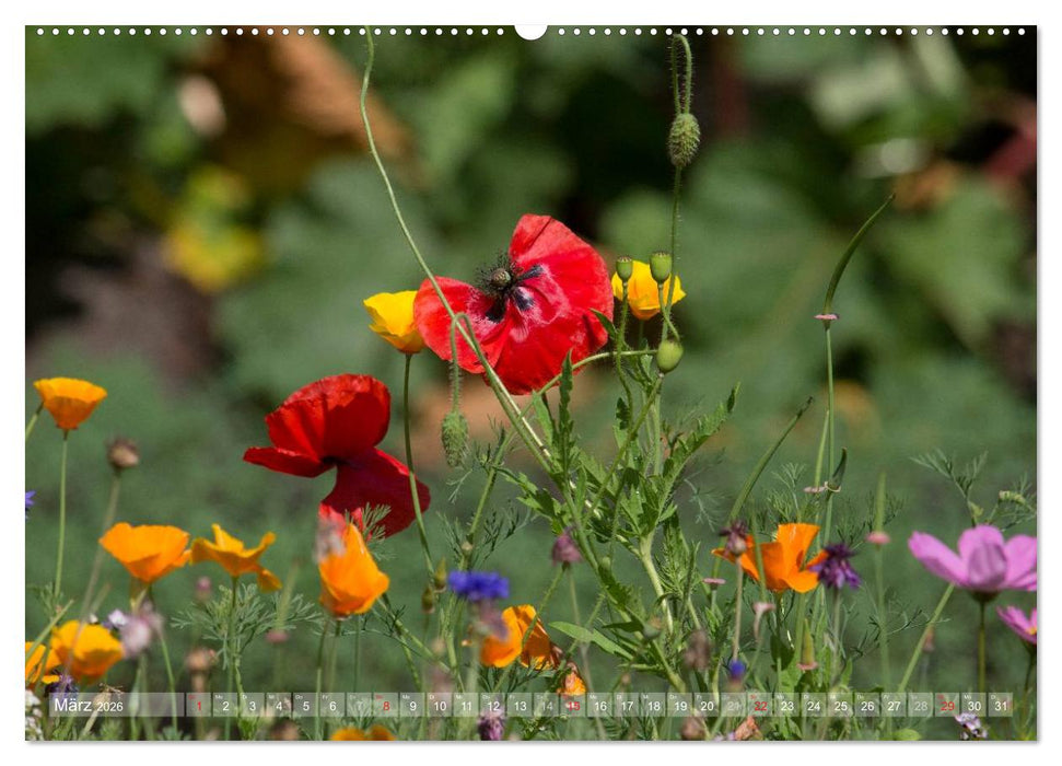Mohn (CALVENDO Premium Wandkalender 2026)