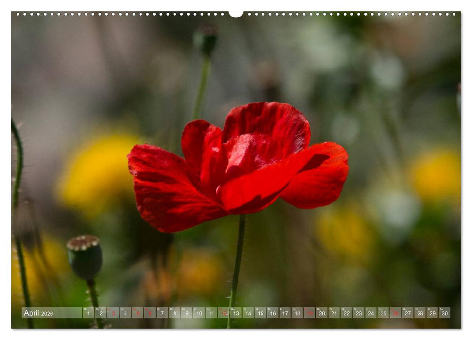 Mohn (CALVENDO Premium Wandkalender 2026)