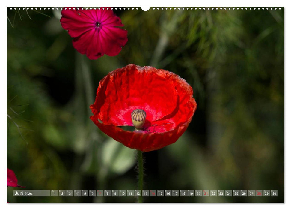 Mohn (CALVENDO Premium Wandkalender 2026)