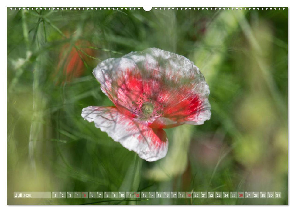 Mohn (CALVENDO Premium Wandkalender 2026)