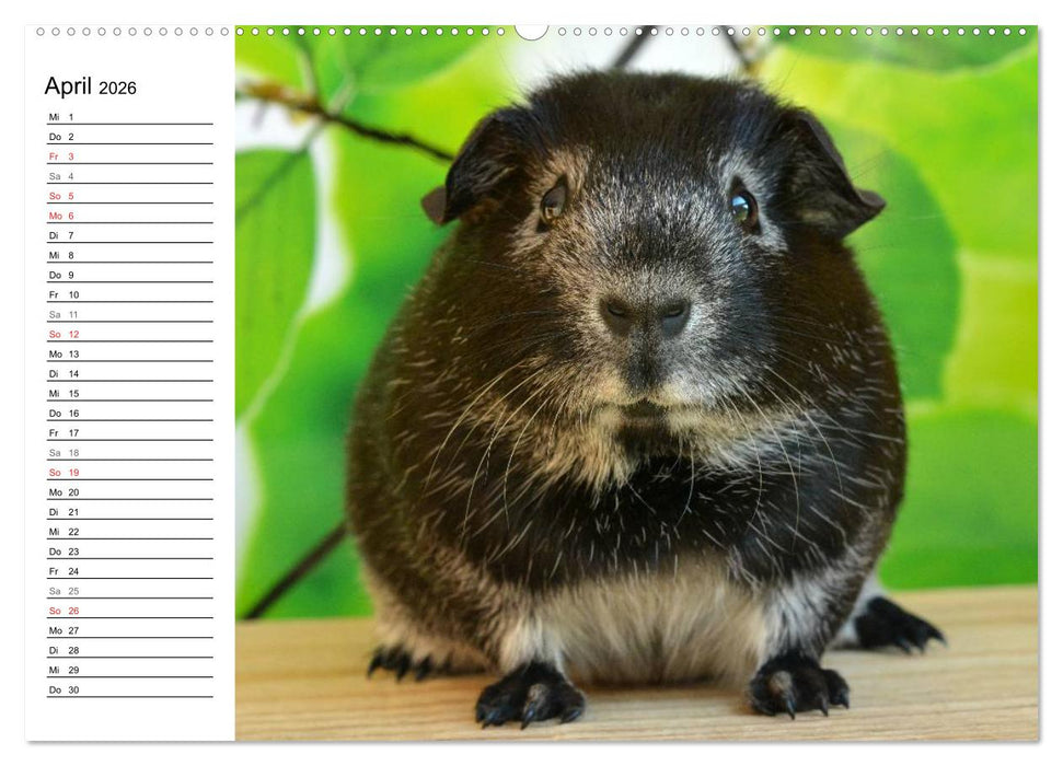 Meerschweinchen Niedliche Herzensbrecher (CALVENDO Premium Wandkalender 2026)