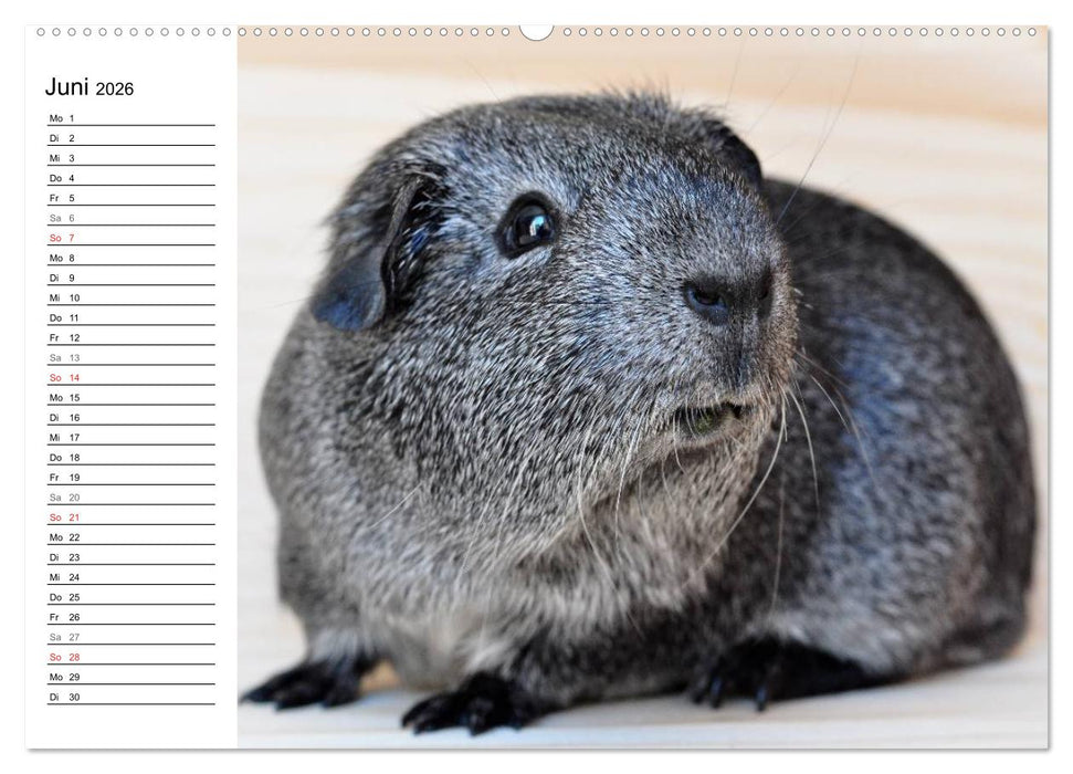 Meerschweinchen Niedliche Herzensbrecher (CALVENDO Premium Wandkalender 2026)