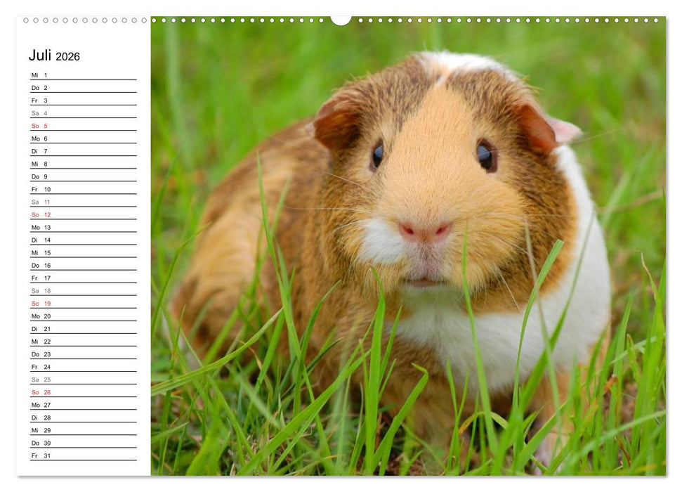 Meerschweinchen Niedliche Herzensbrecher (CALVENDO Premium Wandkalender 2026)