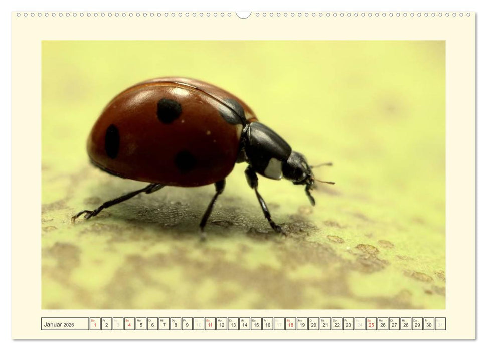 Marienkäfer / 2026 (CALVENDO Wandkalender 2026)