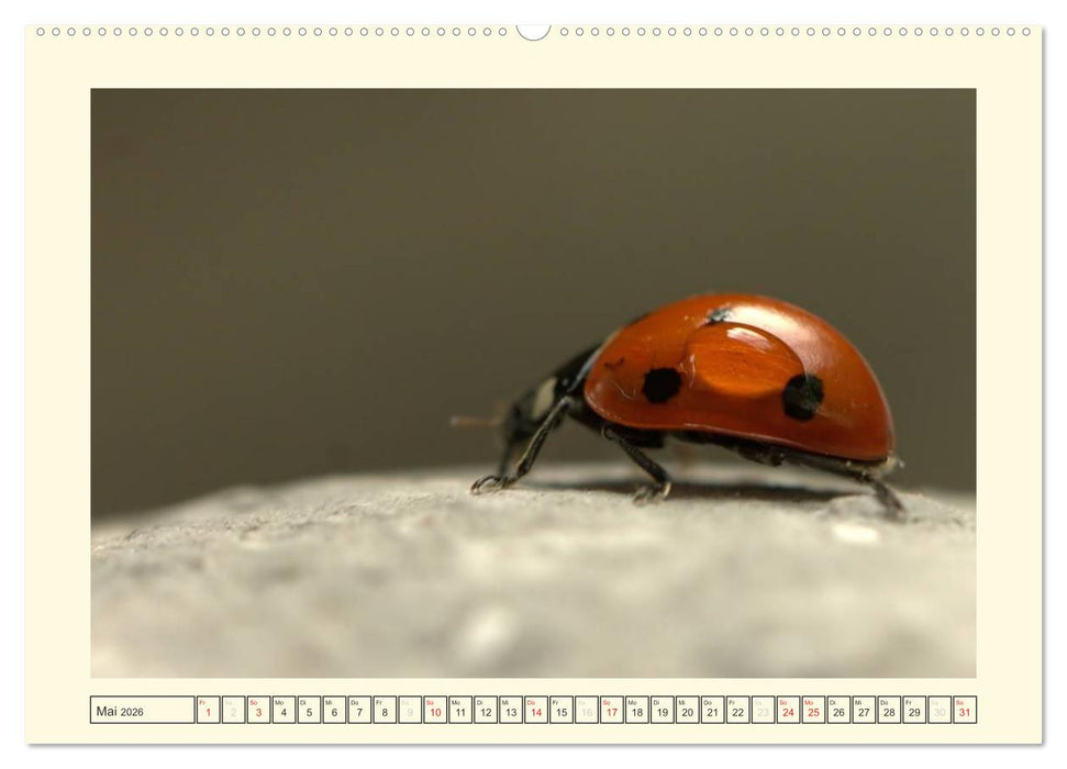 Marienkäfer / 2026 (CALVENDO Wandkalender 2026)