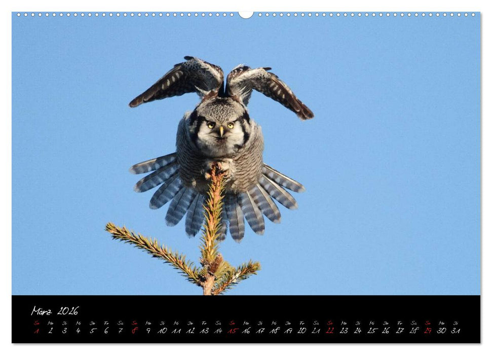 Heimische Eulen und Greife (CALVENDO Premium Wandkalender 2026)