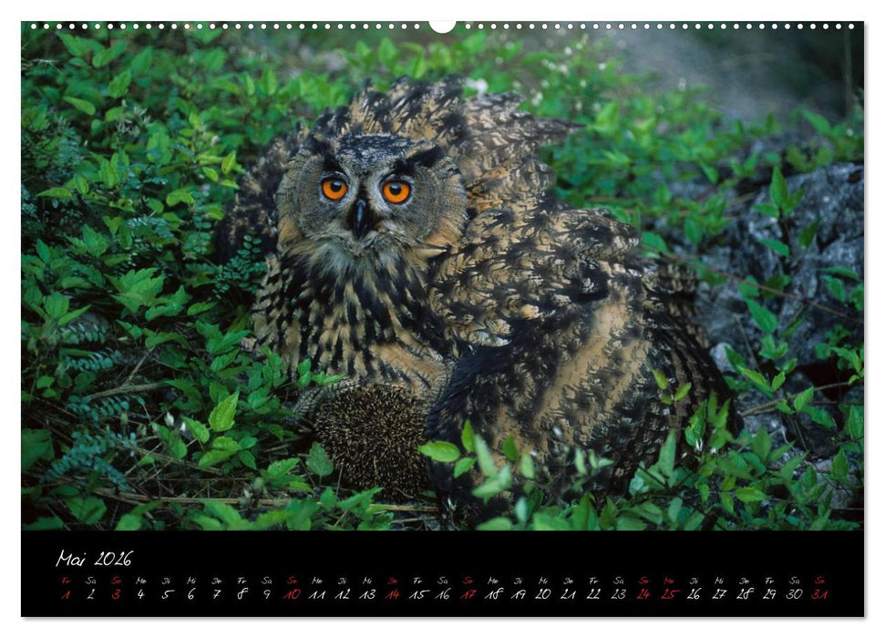 Heimische Eulen und Greife (CALVENDO Premium Wandkalender 2026)