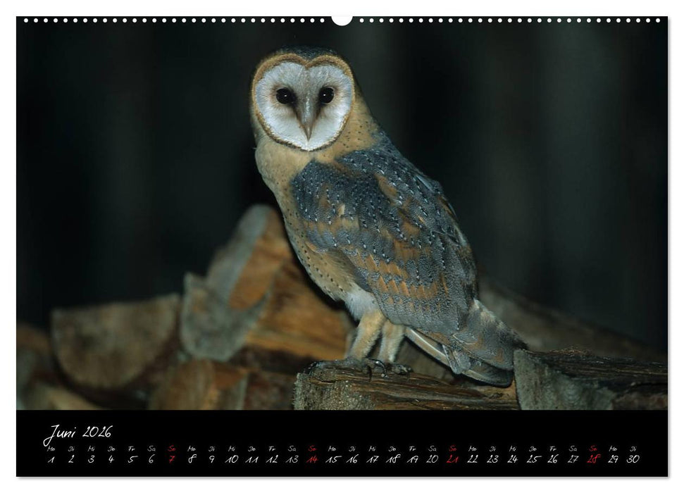 Heimische Eulen und Greife (CALVENDO Premium Wandkalender 2026)