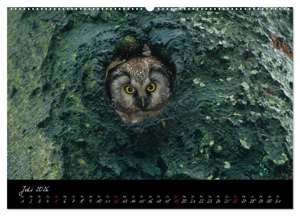 Heimische Eulen und Greife (CALVENDO Premium Wandkalender 2026)