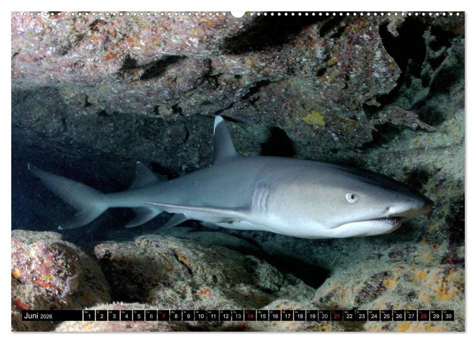 Haie. Erfolgreiche und schnelle Jäger (CALVENDO Premium Wandkalender 2026)