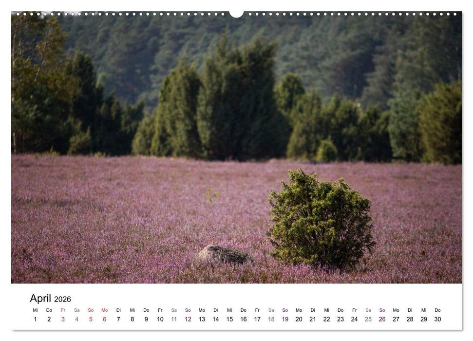 Lüneburger Heide (CALVENDO Premium Wandkalender 2026)