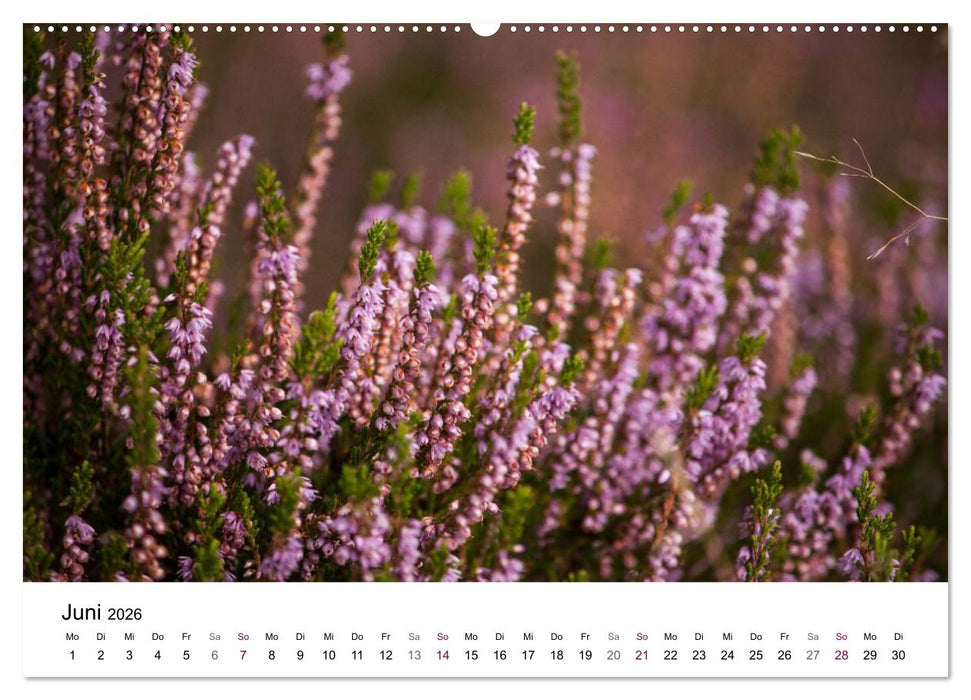 Lüneburger Heide (CALVENDO Premium Wandkalender 2026)