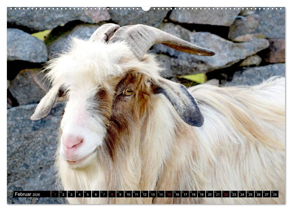 Irland - Grüne Insel mit Seele (CALVENDO Wandkalender 2026)