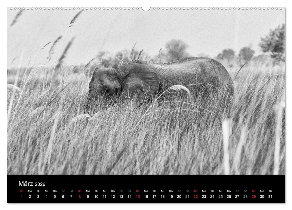 Elefanten Schwarz - Weiss (CALVENDO Wandkalender 2026)