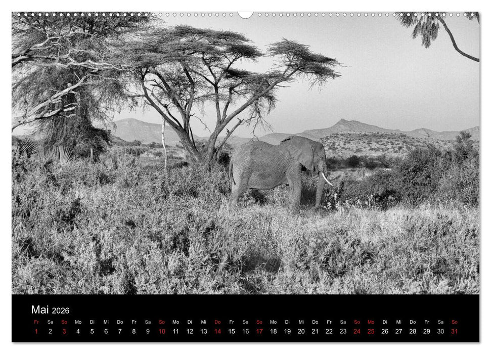 Elefanten Schwarz - Weiss (CALVENDO Wandkalender 2026)