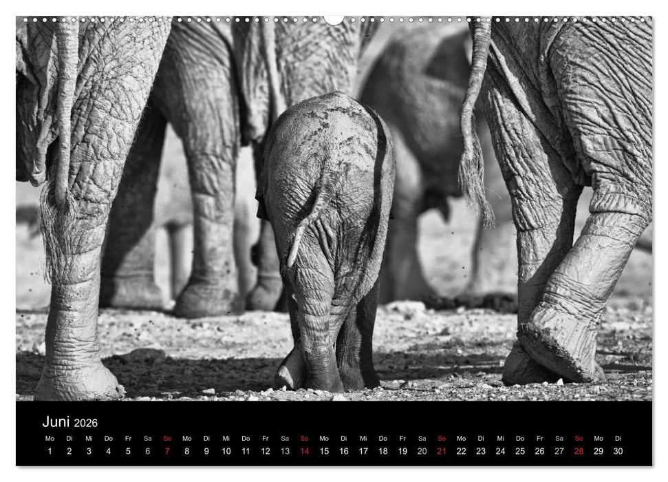 Elefanten Schwarz - Weiss (CALVENDO Wandkalender 2026)