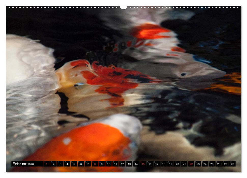 Nishikigoi oder Koi Karpfen (CALVENDO Wandkalender 2026)