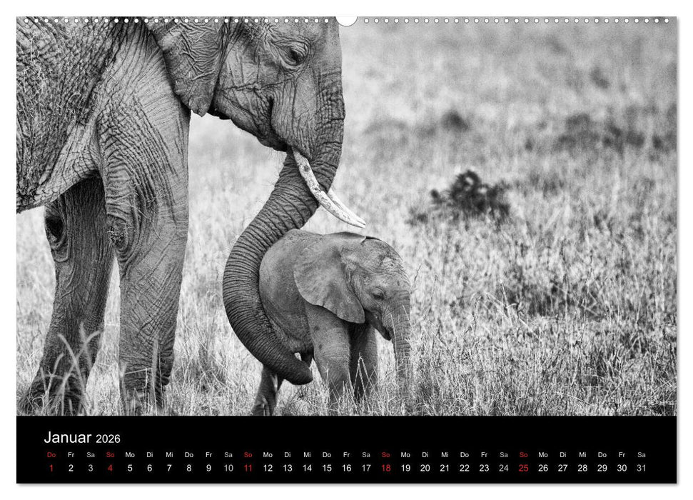 Elefanten Schwarz - Weiss (CALVENDO Premium Wandkalender 2026)
