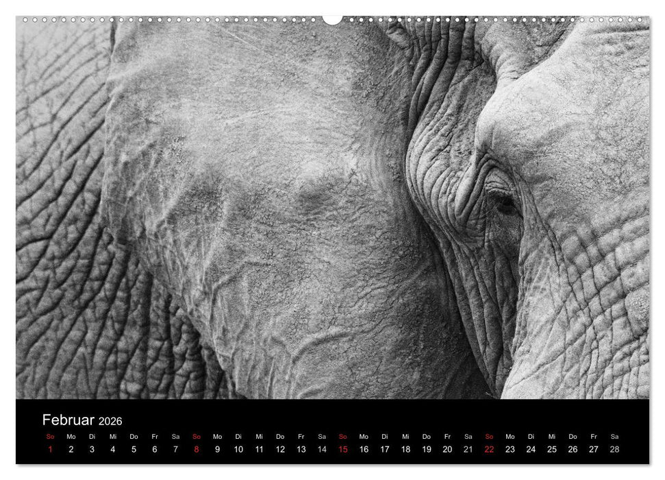 Elefanten Schwarz - Weiss (CALVENDO Premium Wandkalender 2026)