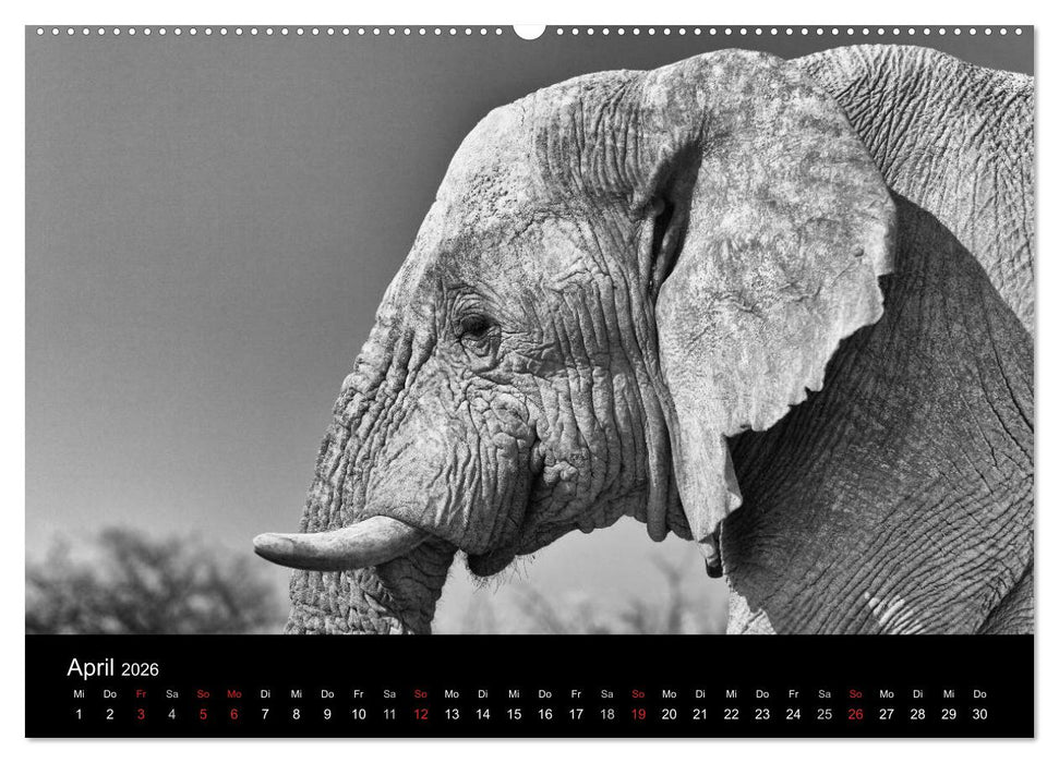 Elefanten Schwarz - Weiss (CALVENDO Premium Wandkalender 2026)