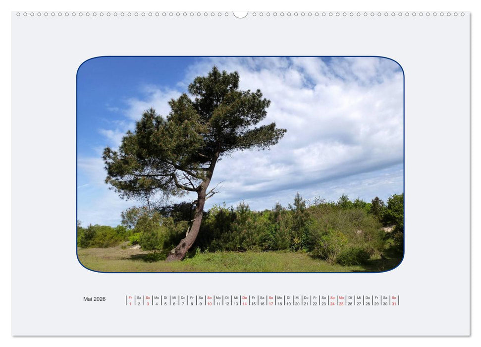 Ouddorp Spezial / Bilder von einer holländischen Nordseeinsel (CALVENDO Premium Wandkalender 2026)