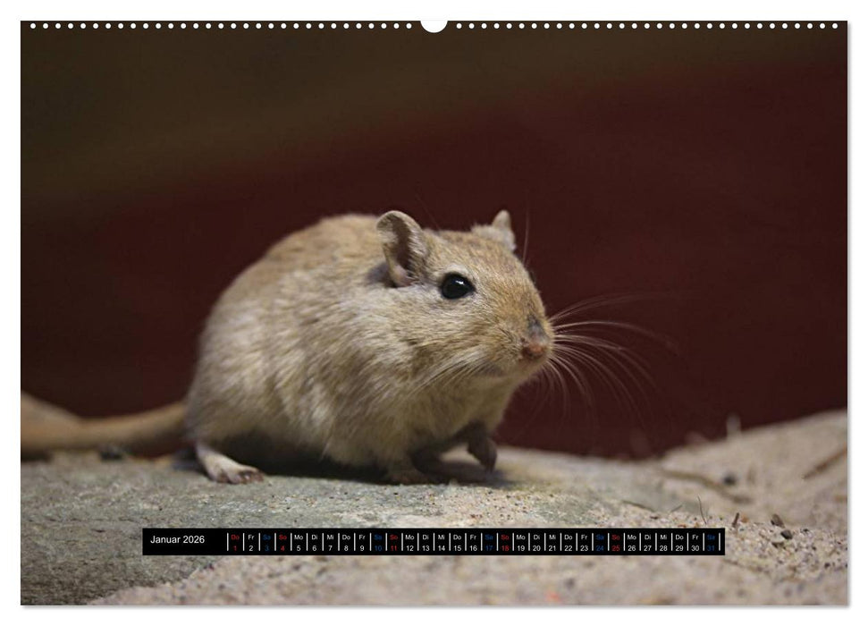 Exoten-Kalender (CALVENDO Premium Wandkalender 2026)