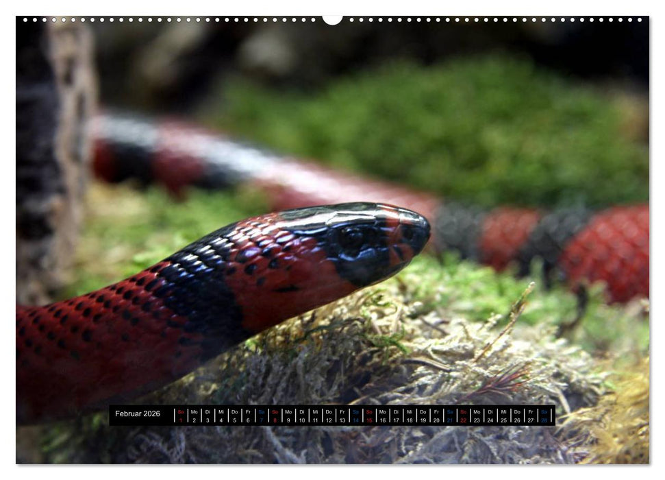 Exoten-Kalender (CALVENDO Premium Wandkalender 2026)