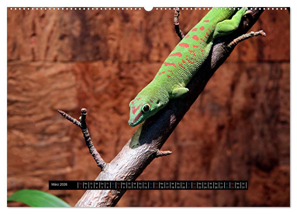 Exoten-Kalender (CALVENDO Premium Wandkalender 2026)