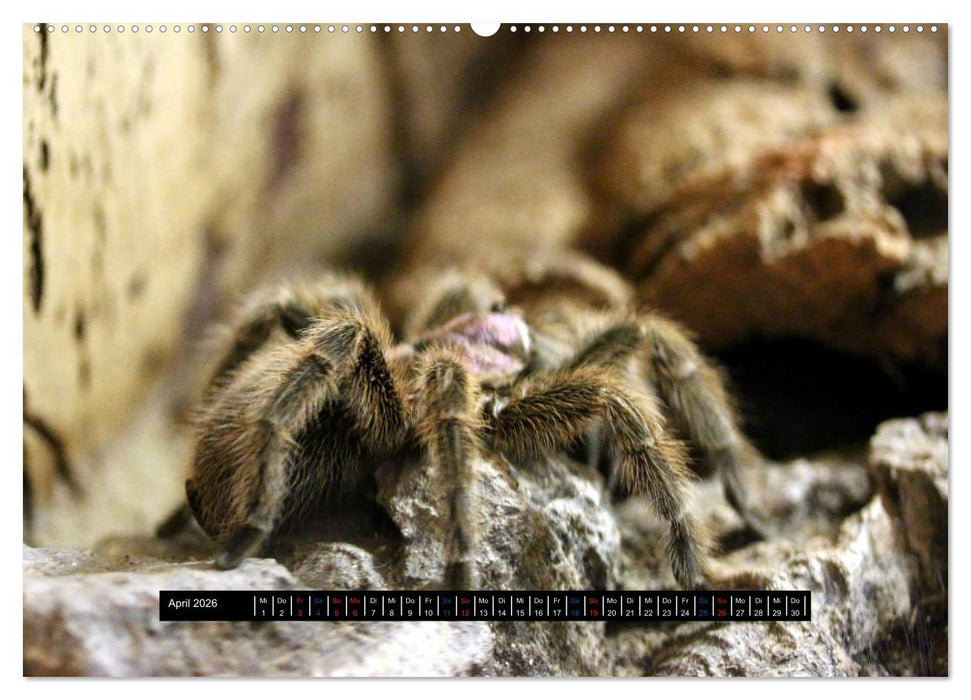 Exoten-Kalender (CALVENDO Premium Wandkalender 2026)