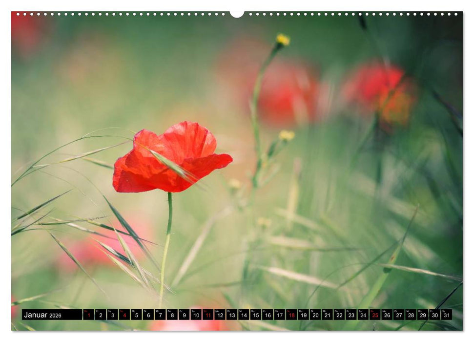 Mohnblumen (CALVENDO Premium Wandkalender 2026)