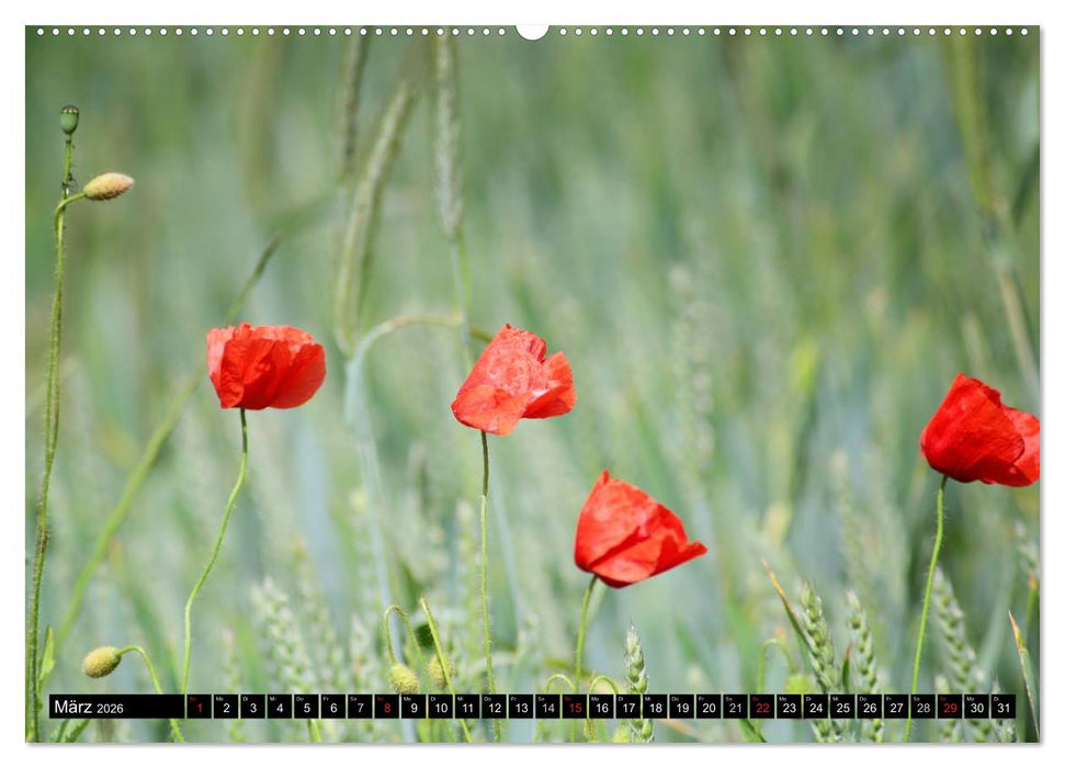 Mohnblumen (CALVENDO Premium Wandkalender 2026)