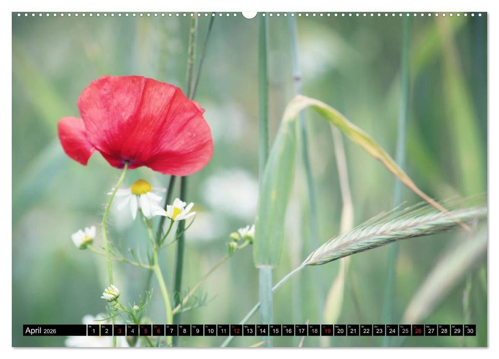 Mohnblumen (CALVENDO Premium Wandkalender 2026)
