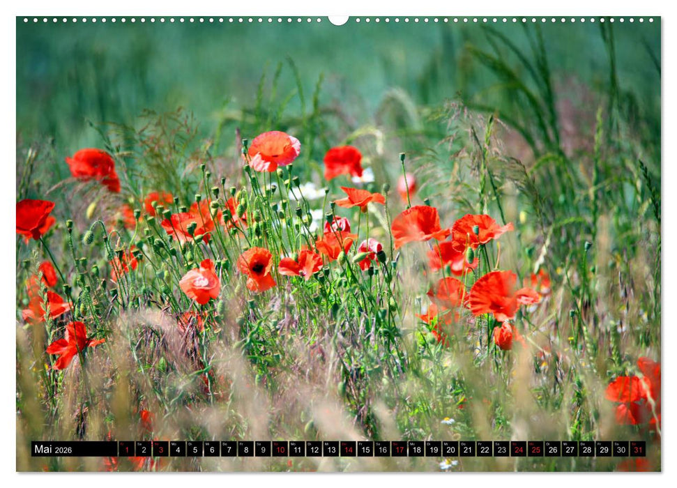 Mohnblumen (CALVENDO Premium Wandkalender 2026)