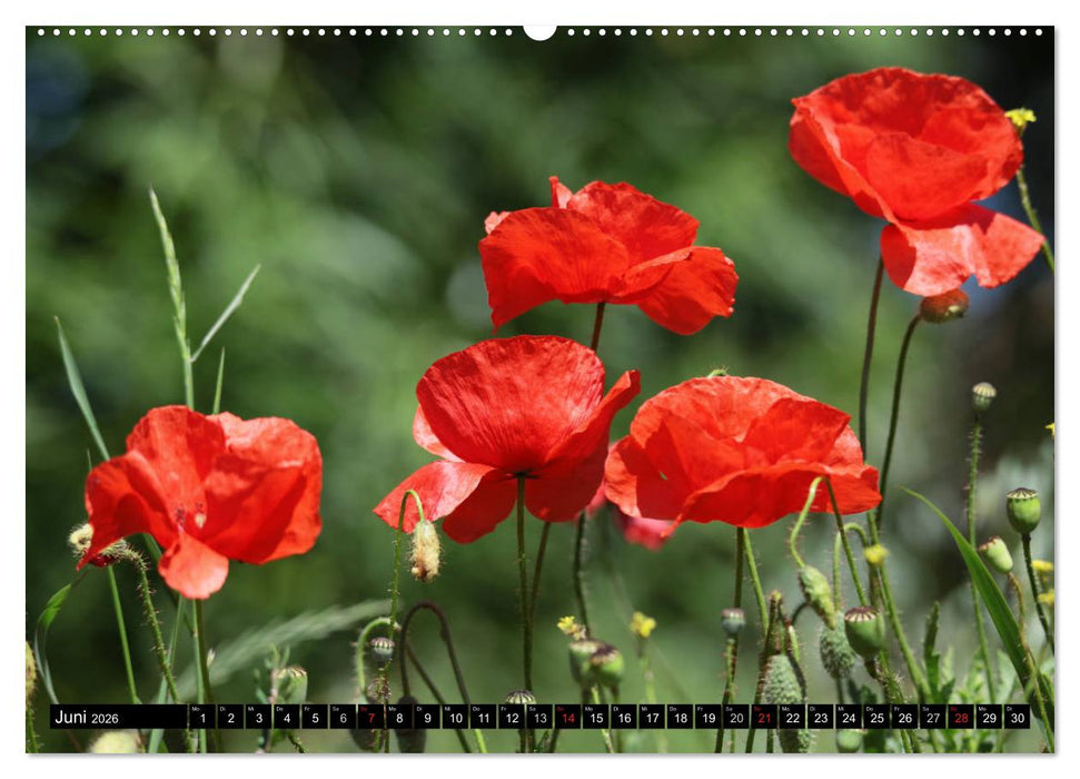 Mohnblumen (CALVENDO Premium Wandkalender 2026)