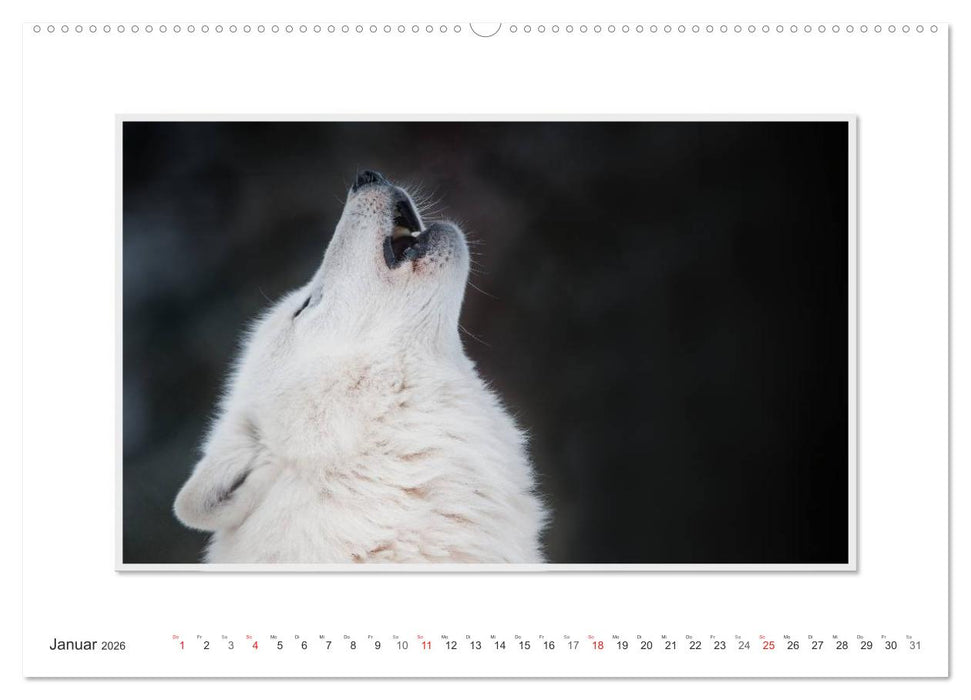 Emotionale Momente: Polarwölfe. / CH-Version (CALVENDO Premium Wandkalender 2026)