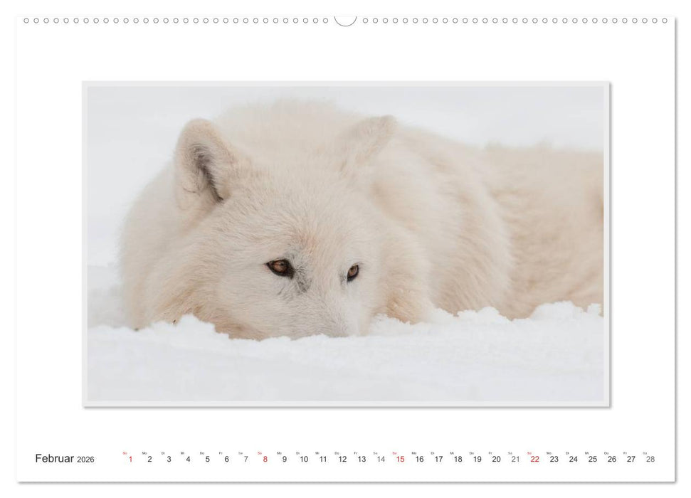 Emotionale Momente: Polarwölfe. / CH-Version (CALVENDO Premium Wandkalender 2026)