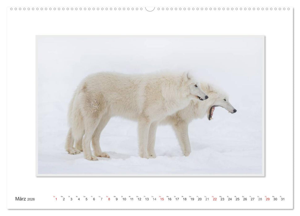 Emotionale Momente: Polarwölfe. / CH-Version (CALVENDO Premium Wandkalender 2026)