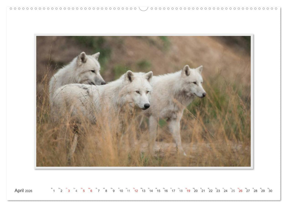 Emotionale Momente: Polarwölfe. / CH-Version (CALVENDO Premium Wandkalender 2026)